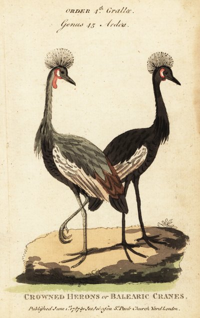 Koronnik czarny, Balearica pavonina autorstwa George (after) Edwards