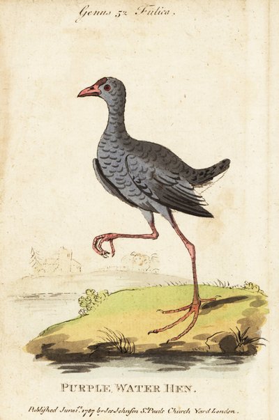Byczek siwy , Porphyrio poliocephalus autorstwa George (after) Edwards