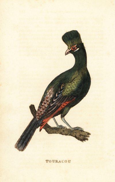 Guinea turaco lub zielony turaco, Tauraco persa autorstwa George (after) Edwards
