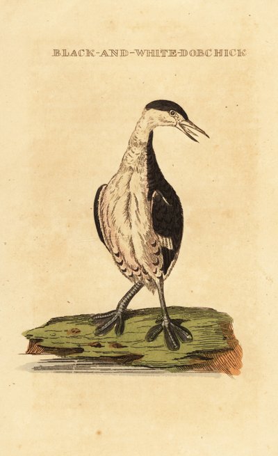 Perkoz rogaty, młody, Podiceps auritus autorstwa George (after) Edwards