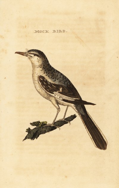 Przedrzeźniacz północny , Mimus polyglottos autorstwa George (after) Edwards