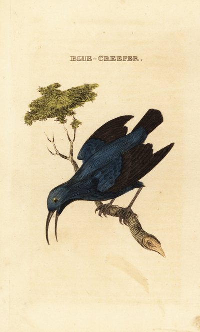 Miodownik purpurowy , Cyanerpes caeruleus autorstwa George (after) Edwards