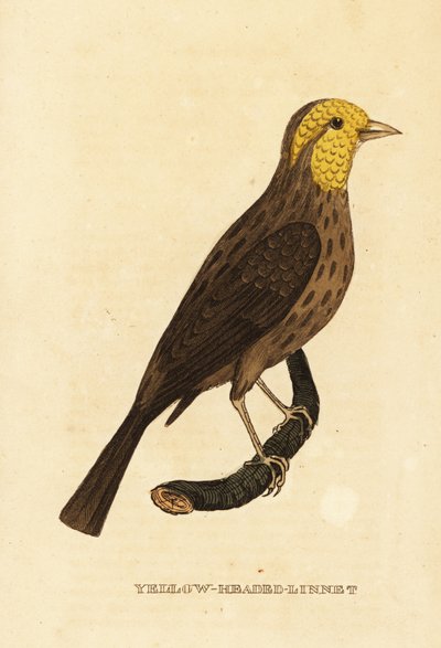 Żółty grubodziób , Pheucticus chrysopeplus autorstwa George (after) Edwards