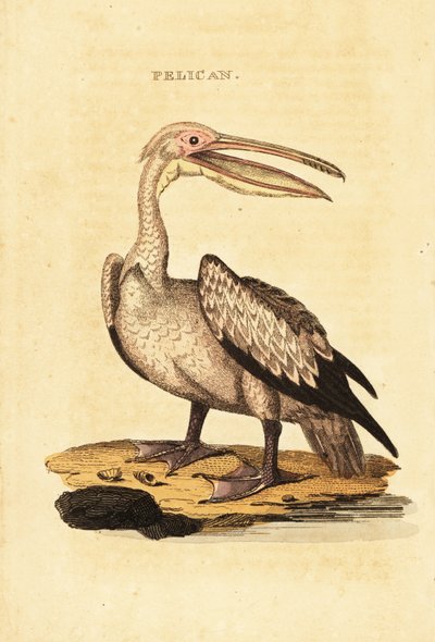 Pelikan biały, Pelecanus onocrotalus autorstwa George (after) Shaw