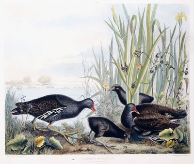 Gallinule (koszka zwyczajna) (samce, samice i młode), ok. 1841 (ręcznie barwione grawerunki) autorstwa George (after) Shield