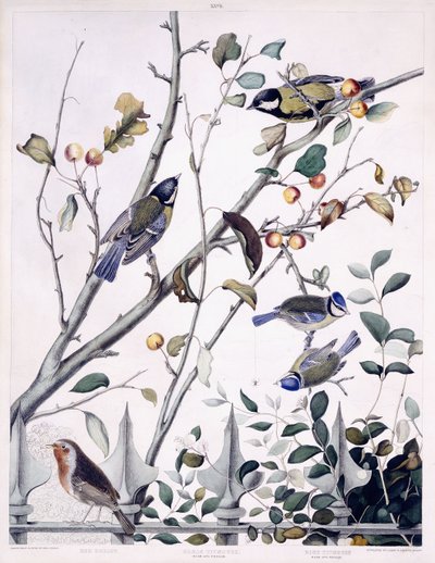 Czerwona pierś (Robin), Sikorka bogatka (samiec i samica) i Sikorka niebieska (samiec i samica), ok.1841 (ręcznie barwiony grawerunek) autorstwa George (after) Shield