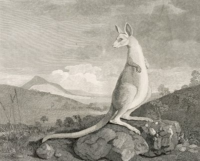 Zwierzę znalezione na wybrzeżu Nowej Holandii, zwane Kanguroo", ok. 1773 r. (rycina, akwaforta) autorstwa George (after) Stubbs