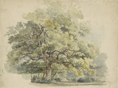 Badanie drzewa autorstwa George Andries Roth