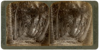 Aleja palm kokosowych, Floryda, USA, 1891. autorstwa George Barker