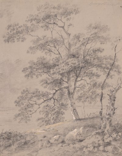 Studium drzewa autorstwa George Barret