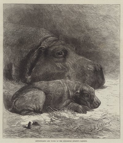 Hipopotam i Young w ogrodach Towarzystwa Zoologicznego autorstwa George Bouverie Goddard