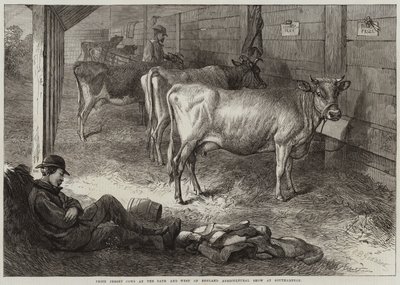 Nagroda Jersey Cows na wystawie rolniczej Bath and West of England w Southampton autorstwa George Bouverie Goddard