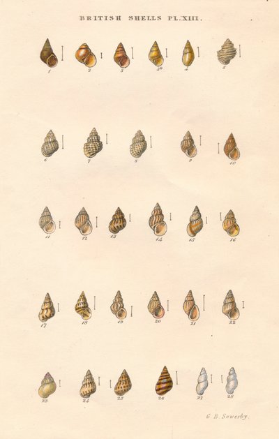 Pociski brytyjskie, c1859. autorstwa George Brettingham Sowerby