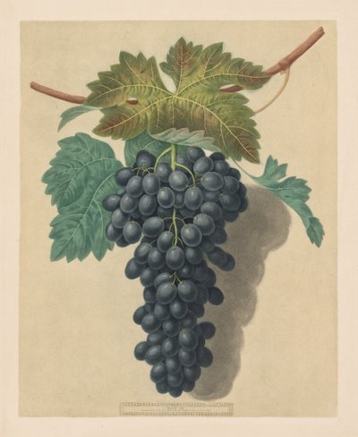 Pomona Britannica: No. 52 – Black Prince Grape autorstwa George Brookshaw