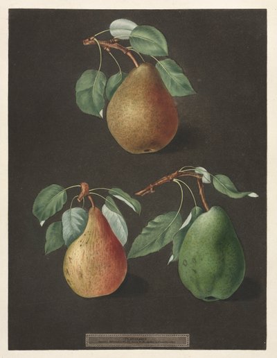 Pomona Britannica: nr 82 - Gruszki, 1807. autorstwa George Brookshaw