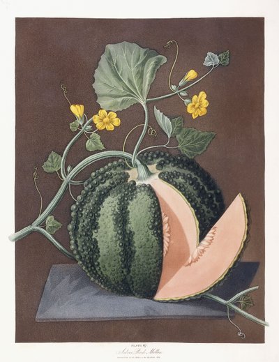 Srebrny melon rockowy, 1812 autorstwa George Brookshaw