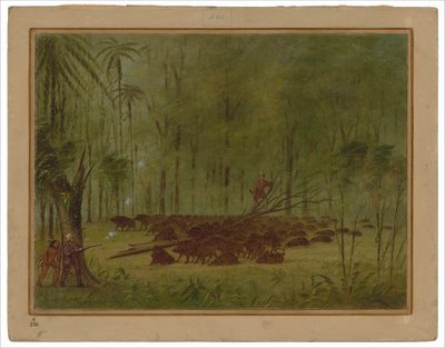 Walka z Pekariami - Caribbe autorstwa George Catlin