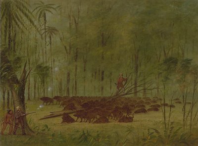 Walka z Pekariami - Caribbe, 18541869. autorstwa George Catlin