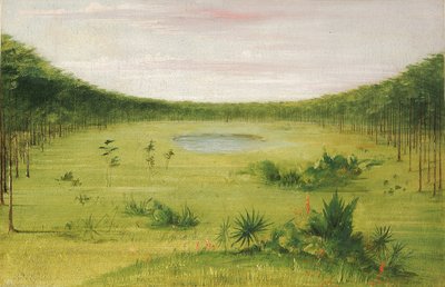 Piękna sawanna w sosnowym lesie na Florydzie autorstwa George Catlin