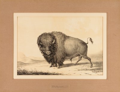 Buffalo Bull - nr 2 autorstwa George Catlin