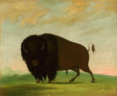 Byk Buffalo, pasący się na prerii, 1832-1833. autorstwa George Catlin