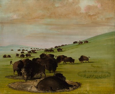 Buffalo Bulls in a Wallow, 1837-1839. autorstwa George Catlin