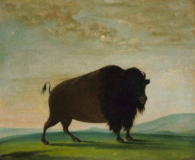 Buffalo Cow, pasące się na prerii, 1832-1833. autorstwa George Catlin