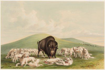 Polowanie na bizony, Białe wilki atakują byka bawoła autorstwa George Catlin