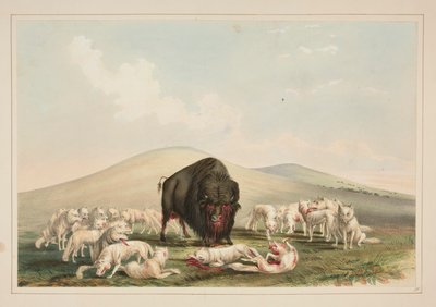 Polowanie na bawoły, Białe wilki atakujące byka bawoła, pl. 10 z portfolio Indian północnoamerykańskich autorstwa George Catlin