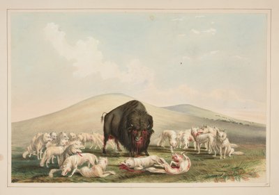 Polowanie na bizony, białe wilki atakują byka bizona, tablica 10 z portfolio Indian północnoamerykańskich autorstwa George Catlin