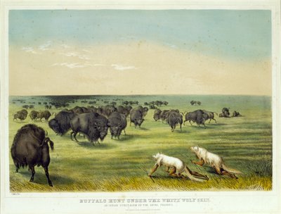 Polowanie na bizony pod skórą białego wilka autorstwa George Catlin