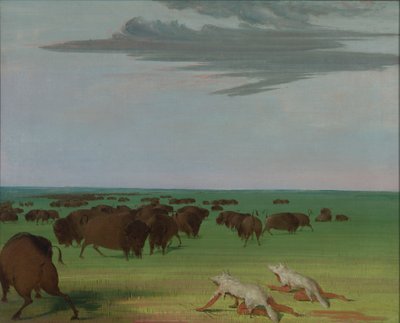 Polowanie na bizony pod maską z wilczej skóry, 1832-1833. autorstwa George Catlin