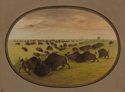 Walka byków, 18611869. autorstwa George Catlin