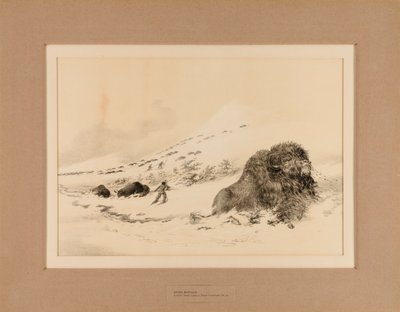 Umierający Bawół - nr 17 autorstwa George Catlin
