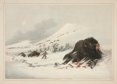 Umierający Byk Buffalo, w Zaspie Śnieżnej, pl. 17 z portfolio Indian północnoamerykańskich autorstwa George Catlin