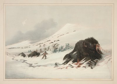 Umierający byk bizona w zaspie śnieżnej, tablica 17 z Portfolio Indian północnoamerykańskich autorstwa George Catlin