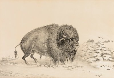 Ciężko ranny bawół - nr 16 autorstwa George Catlin
