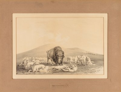 Białe Wilki atakujące Stare Bizony - nr 10 autorstwa George Catlin