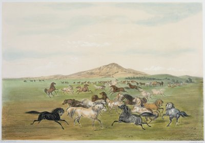 Dzikie konie podczas zabawy (kolorowa litografia) autorstwa George Catlin