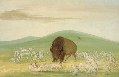 Ranny bawół otoczony przez białe wilki autorstwa George Catlin