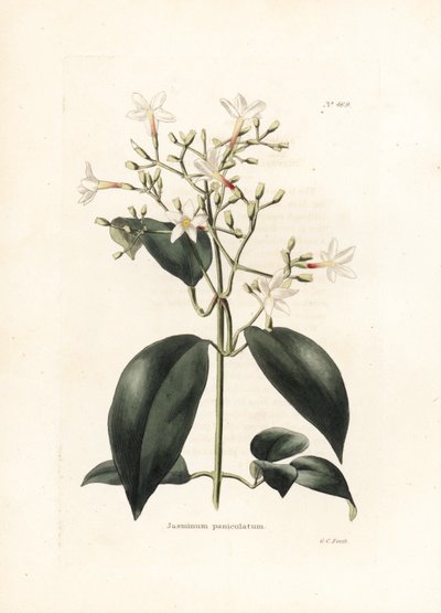 Jasmin (Jasminum paniculatum) - litografia George