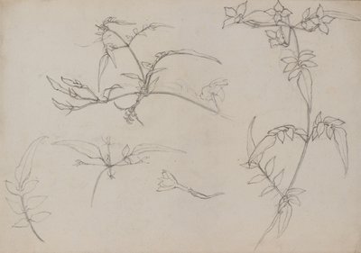 Rysunek botaniczny autorstwa George Dutch Davidson