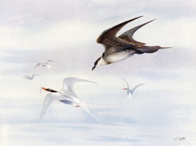 Rybitwa popielata ścigana przez Arctic-skua (kolorowa litografia) autorstwa George Edward (after) Lodge