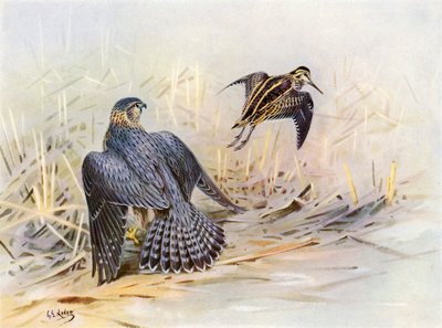 Bekas spudłowany przez Merlina (kolorowa litografia) autorstwa George Edward (after) Lodge