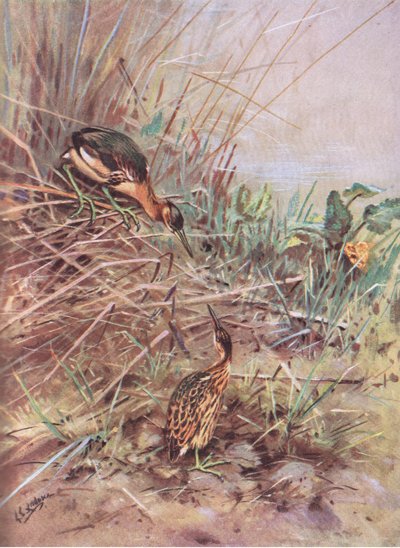  autorstwa George Edward Lodge