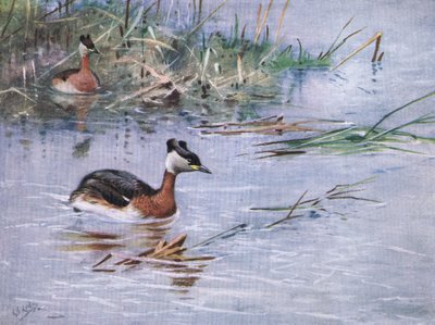  autorstwa George Edward Lodge
