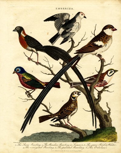 Buntings (Emberiza) autorstwa George Edwards