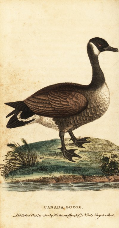 Bernikla kanadyjska, Branta canadensis., 1800 (grawerowanie) autorstwa George Edwards