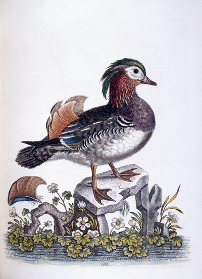 Chińska cyraneczka, 1746 autorstwa George Edwards