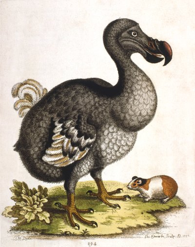 Dodo i świnka morska, 1750 autorstwa George Edwards